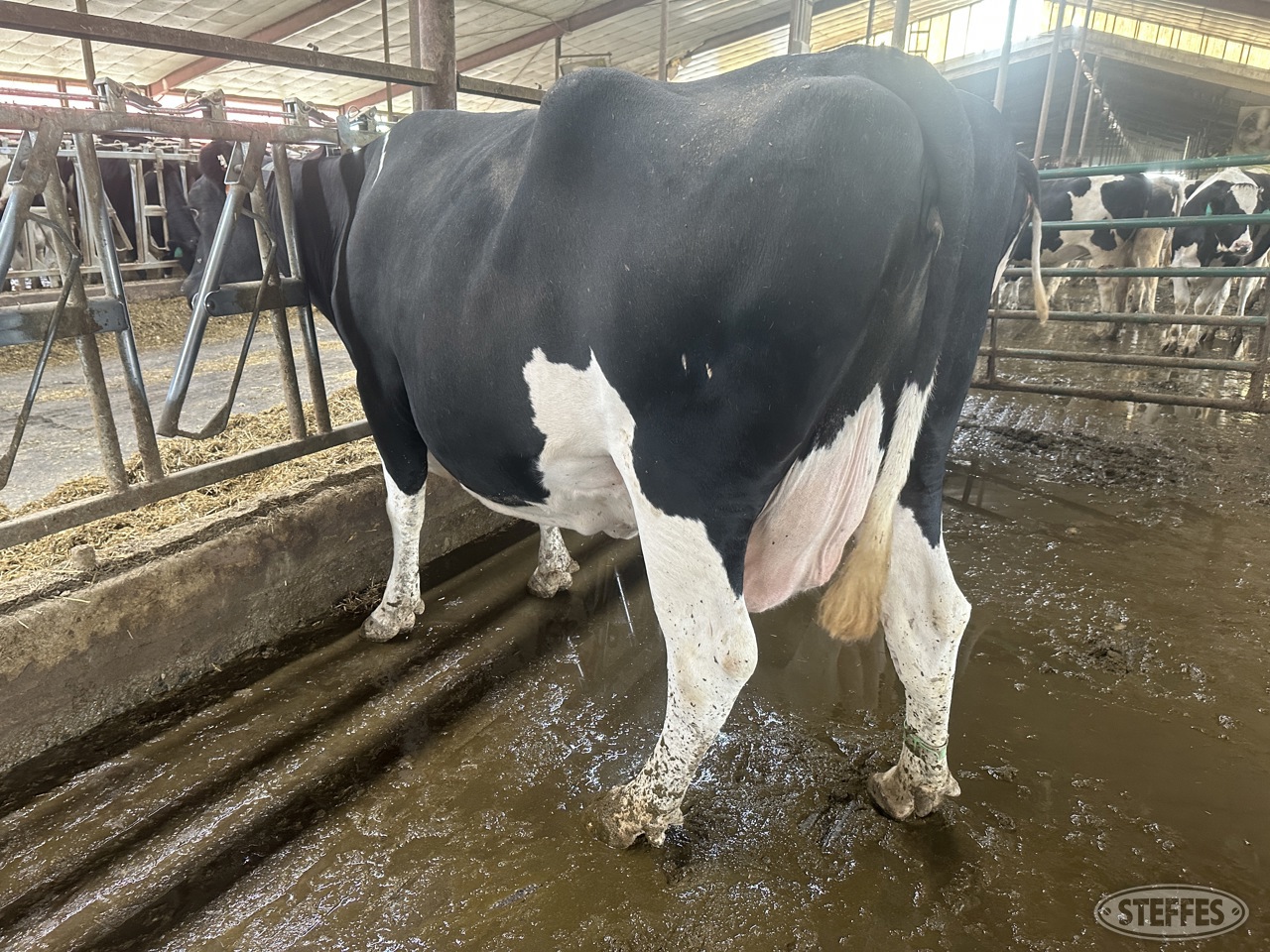 Holstein Cow  788